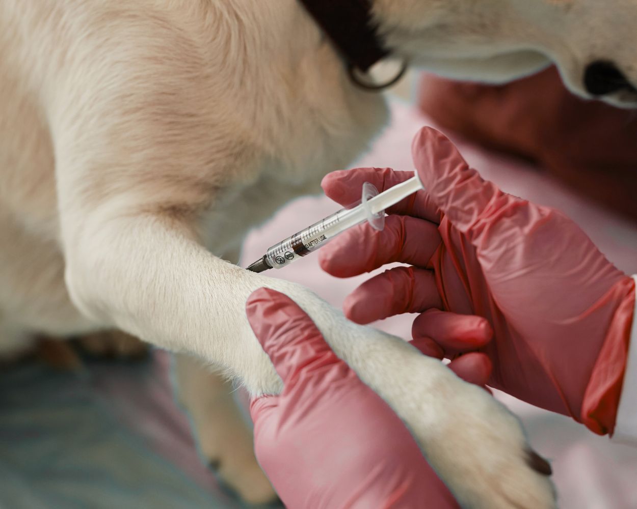 Early Detection Bloodwork - Preventive Health Screening